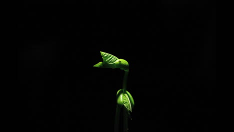 Plant-seeds-grow-into-life