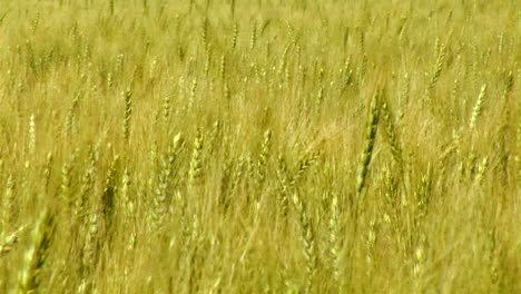 A-wheat-field-waves-in-the-breeze