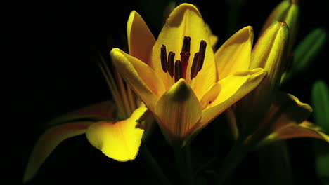 A-yellow-flower-opens-in-time-lapse