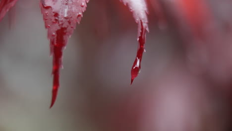 Drops-of-water-fall-from-the-red-leaves-of-a-plant