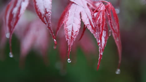 Red-leaves-are-catching-drops-of-water-during-a-rainfall
