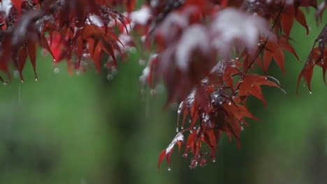 Regen-Fällt-Auf-Herbstblätter