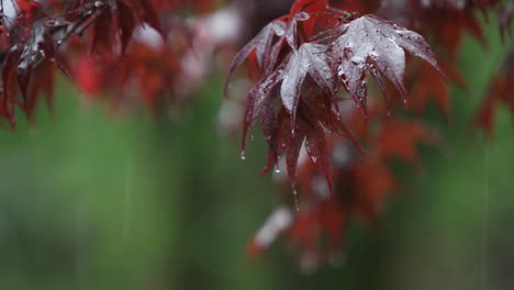 Raindrops-fall-onto-the-leaves-of-a-tree