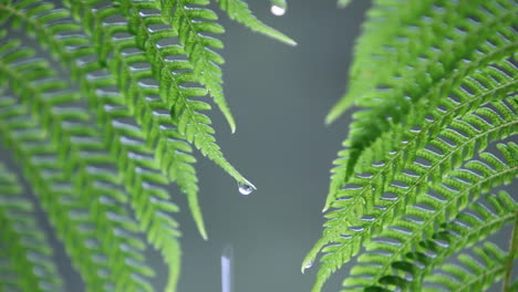 Water-droplets-collect-on-fern-leaves-in-the-rain
