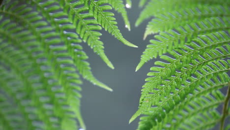 Closeup-of-fern-getting-rained-on