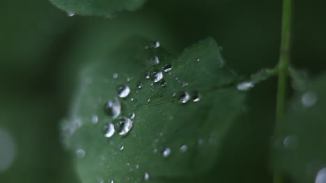 Raindrops-adhere-to-a-leaf
