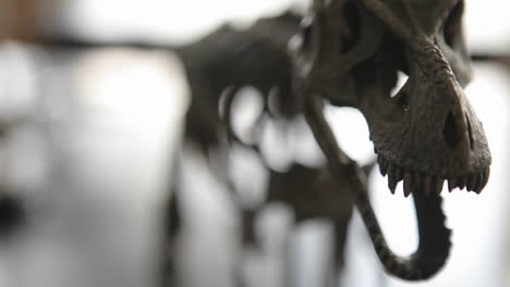 Esqueleto-De-Dinosaurio-En-Un-Museo