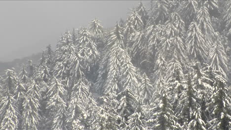 Snow-falls-on-a-pine-covered-hillside