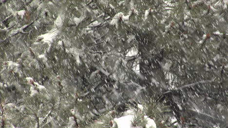 Snow-falls-amidst-pine-branches