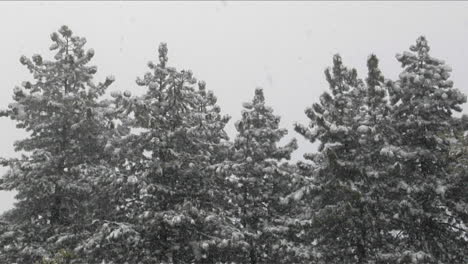 Snow-falls-amidst-a-stand-of-pine-trees