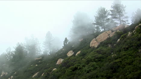 Nebel-Rollt-über-Einen-Dicht-Bewaldeten-Hang-In-Den-Kalifornischen-Bergen-1