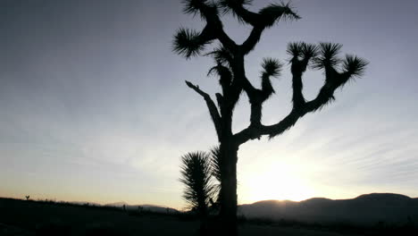 A-cactus-grows-in-the-desert