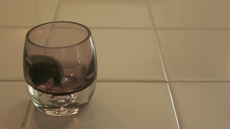 A-large-snail-crawls-around-the-rim-of-a-glass-of-water-on-a-tiled-counter