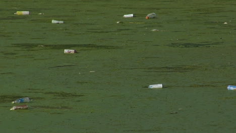 Botellas-Flotan-En-Un-Canal-Lleno-De-Algas