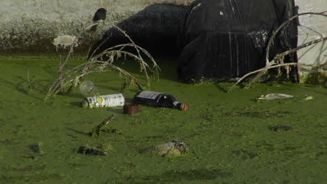 Bottles-and-other-garbage-floats-in-a-waterway-full-of-algae