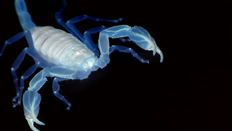 A-blue-translucent-scorpion-stands-poised-and-marches-out-of-view
