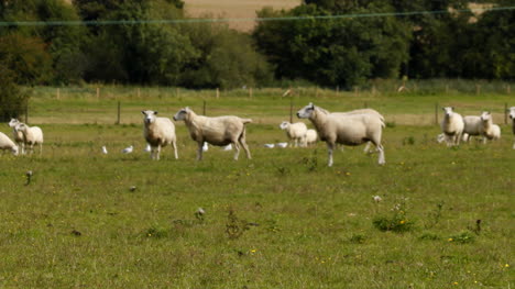 Sheep-05