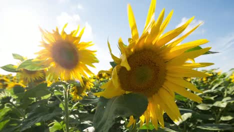 Sunflower-Field-09