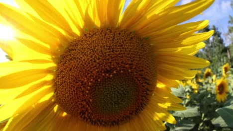 Sunflower-Timelapse5