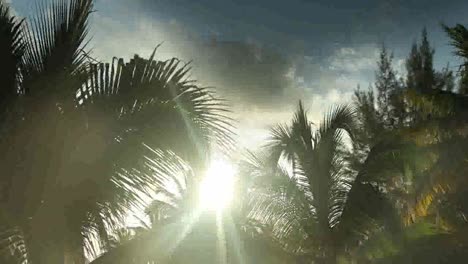 Sonnenlicht-Palmen0