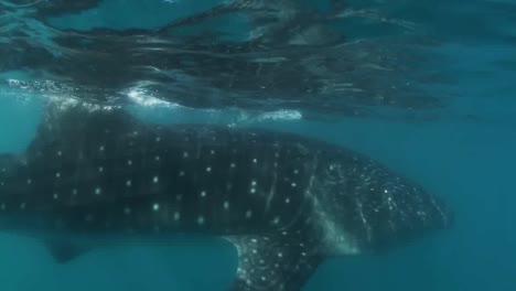 Whale-Shark-00