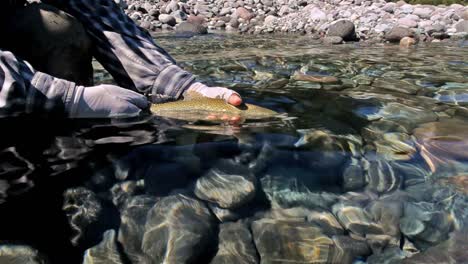 Guide-Fangen-Und-Freilassen-Einer-Regenbogenforelle-Beim-Fliegenfischen-Am-Huequi-River-Im-Süden-Chiles