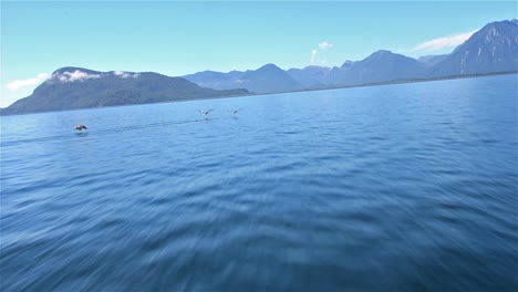 Point-of-view-from-a-zodiac-moving-fast-across-the-water-as-pelicans-flying-across-the-bow-near--in-Southern-Chile