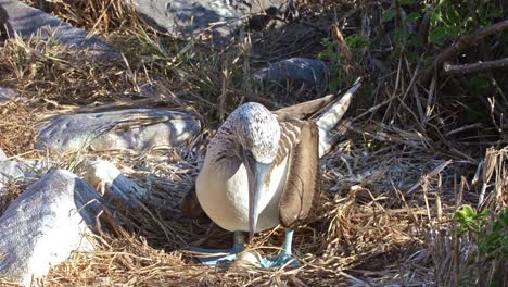Bluefooted-booby-sitting-on-an-egg-on-North-Seymour-Island-in-the-Galapagos-Islands-National-Park-and-Marine-Reserve-Ecuador