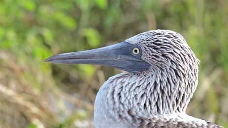 Close-up-of-a-Bluefooted-booby-face-on-North-Seymour-Island-in-the-Galapagos-Islands-National-Park-and-Marine-Reserve-Ecuador
