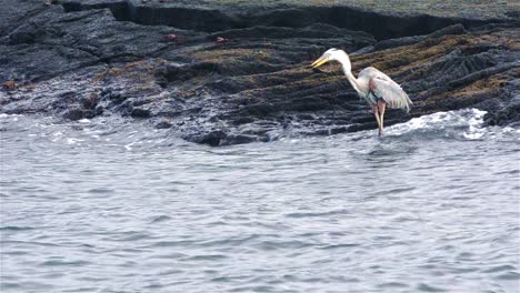 Great-Blue-Heron-Comiendo-Una-Iguana-Marina-En-La-Isla-Fernandina-En-El-Parque-Nacional-Galápagos-Y-La-Reserva-Marina-De-Ecuador