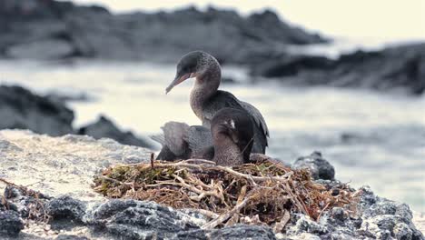 Galapagos-flightless-cormorant-settling-on-its-nest-at-Punta-Espinoza-on-Fernandina-Island-in-the-Galapagos-Islands