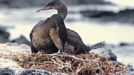 A-pair-of-Galapagos-flightless-cormorants-changing-at-their-nest-at-Punta-Espinoza-on-Fernandina-Island-in-the-Galapagos-Islands