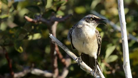 Capucha-Endémica-Mockingbird-Mostrando-En-Punta-Suárez-En-La-Isla-Española-En-El-Parque-Nacional-De-Las-Islas-Galápagos