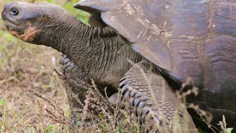 Endemische-Galapagos-Riesenschildkröte,-Die-Sich-Durch-Die-Szene-Im-Rancho-El-Manzanillo-Riesenschildkrötengebiet-Auf-Der-Insel-Santa-Cruz-Bewegt