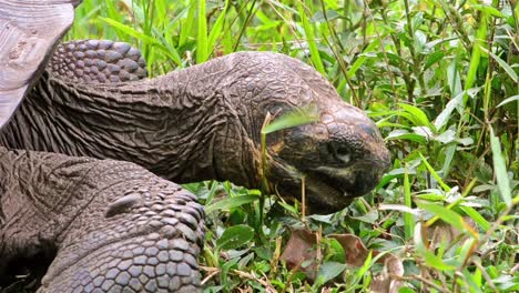 Close-up-of-an-endemic-Galapagos-Giant-Tortoise-eating-at-Rancho-El-Manzanillo-giant-tortoise-area-on-Santa-Cruz-Island