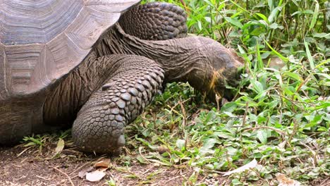 Close-up-of-an-endemic-Galapagos-Giant-Tortoise-eating-at-Rancho-El-Manzanillo-giant-tortoise-area-on-Santa-Cruz-Island-