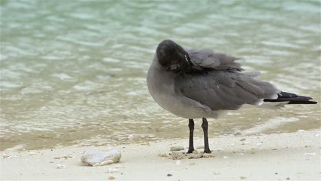 A-endemic-rare-Lava-gull-on-Genovesa-Island-in-Galapagos-National-Park-and-Marine-Reserve-Ecuador