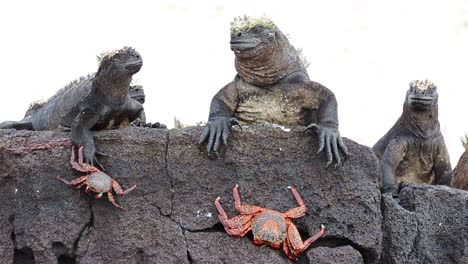 Marine-iguana-and-Sally-Lightfoot-Crab-at-Punta-Espinoza-on-Fernandina-Island-in-the-Galapagos-Islands-National-Park
