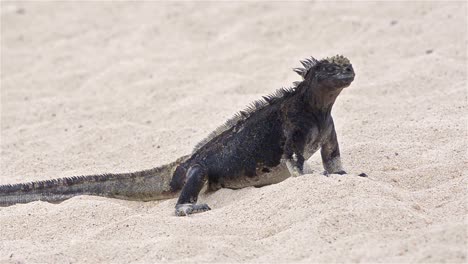 Marine-iguana-on-the-beach-at-Punta-Espinoza-on-Fernandina-Island-in-the-Galapagos-Islands-National-Park