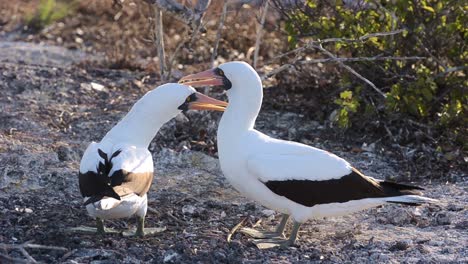 Pair-of-a-Nazca-booby-preening-each-other-at-Punta-Suarez-on-Espanola-in-the-Galapagos-National-Park-Ecuador