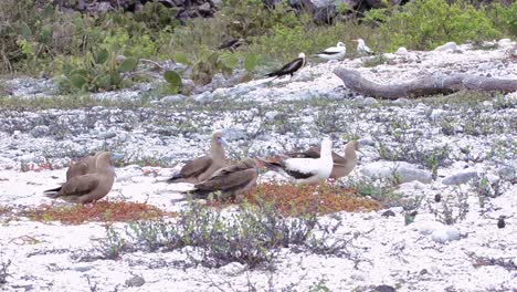 Redfooted-boobies-gathering-nesting-material-as-a-frigatebird-attacks-on-Genovesa-Island-in-Galapagos-National-Park
