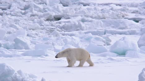 Polar-bear-walking-on-sea-ice-near-Torelleneset-on-the-east-side-of-Hinlopen-Strait-on-Nordaustlandet-in-Svalbard-archipelago-Norway