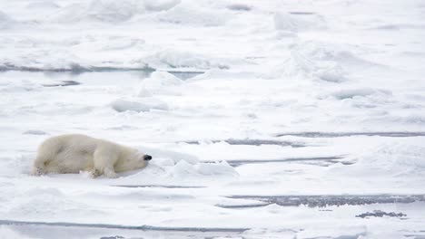 Polar-bear-rolling-in-the-snow-near-Torelleneset-on-the-east-side-of-Hinlopen-Strait-on-Nordaustlandet-in-Svalbard-archipelago-Norway