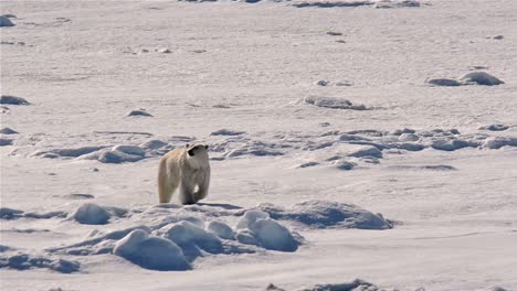 Polar-bear-approaching-a-ship-from-the-sea-ice-near-Bjornsundet-in-the-Svalbard-archipelago-Norway