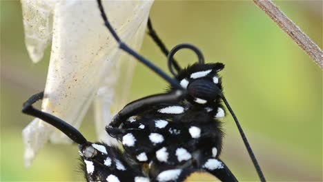 Monarch-butterfly-Danaus-plexippus-preening-its-proboscis-within-minutes-of-emerging-in-Oak-View-California