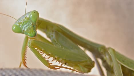 Female-California-Mantis-Stagmomantis-californica-staring-at-the-camera-in-Oak-View-California