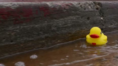 Yellow-rubber-duck-floating-down-a-street-gutter-after-heavy-rain-in-Ventura-California