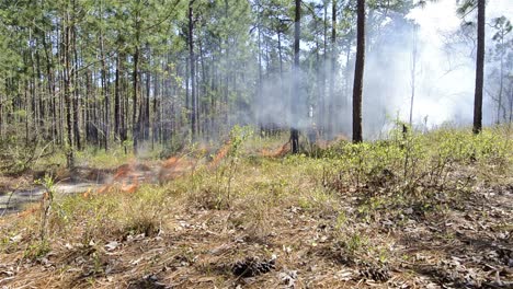 A-fire-crew-member-lighting-a-prescribed-fire-with-a-drip-torch--near-Baxley-Georgia