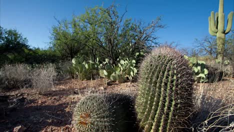 Arizona-Cactus-Pan