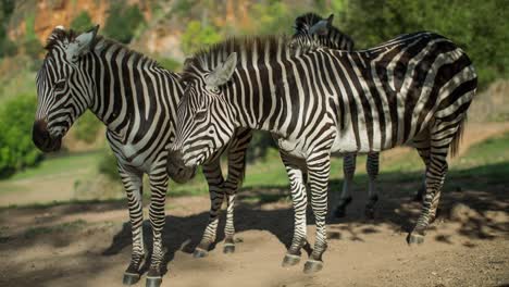 Zebra-12